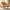 [Pre-Sale] Brown Upholstered Barrel Accent Chair with Wraparound Arms