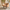 [Pre-Sale] Brown Upholstered Barrel Accent Chair with Wraparound Arms